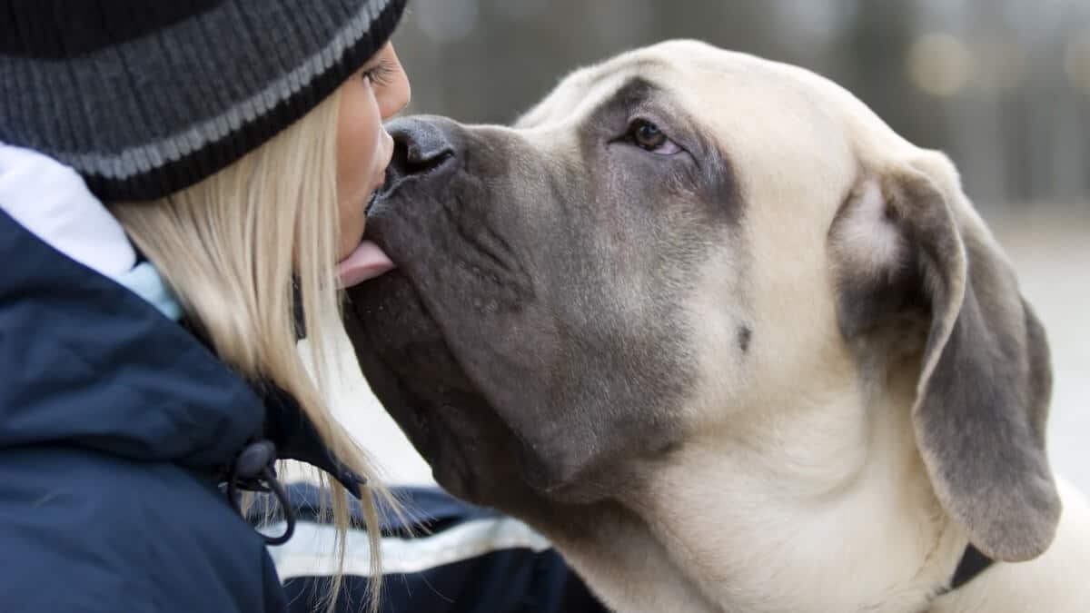 Girl and her big dog kissing.