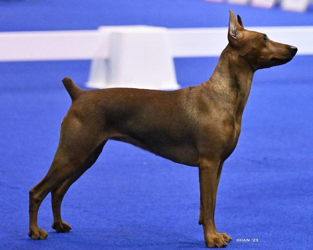 German Pinscher