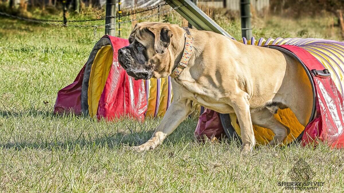 Mastiff on course in Agility