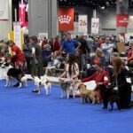 Miscellaneous & FSS: Varied & Versatile