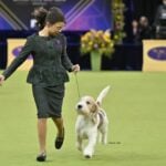 Addison Lancaster with an Grand Basset Griffon Vendeen at a dog show
