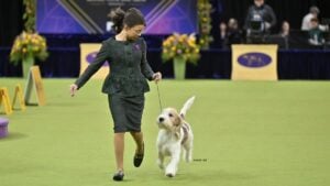 Addison Lancaster with an Grand Basset Griffon Vendeen at a dog show