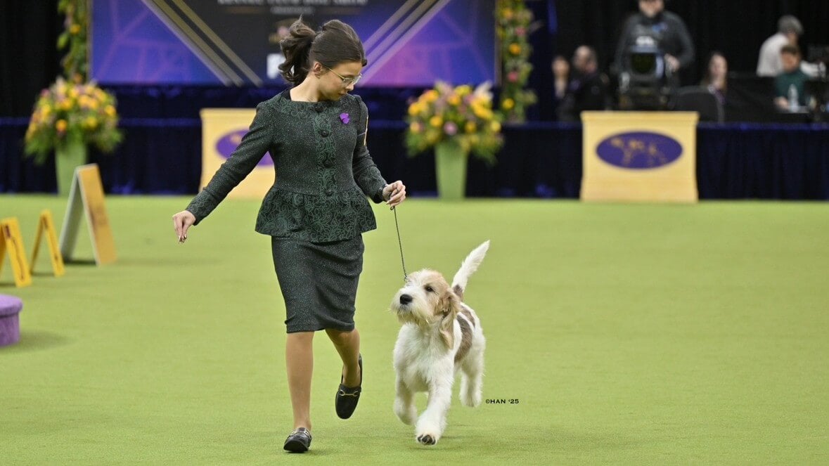 Addison Lancaster with an Grand Basset Griffon Vendeen at a dog show