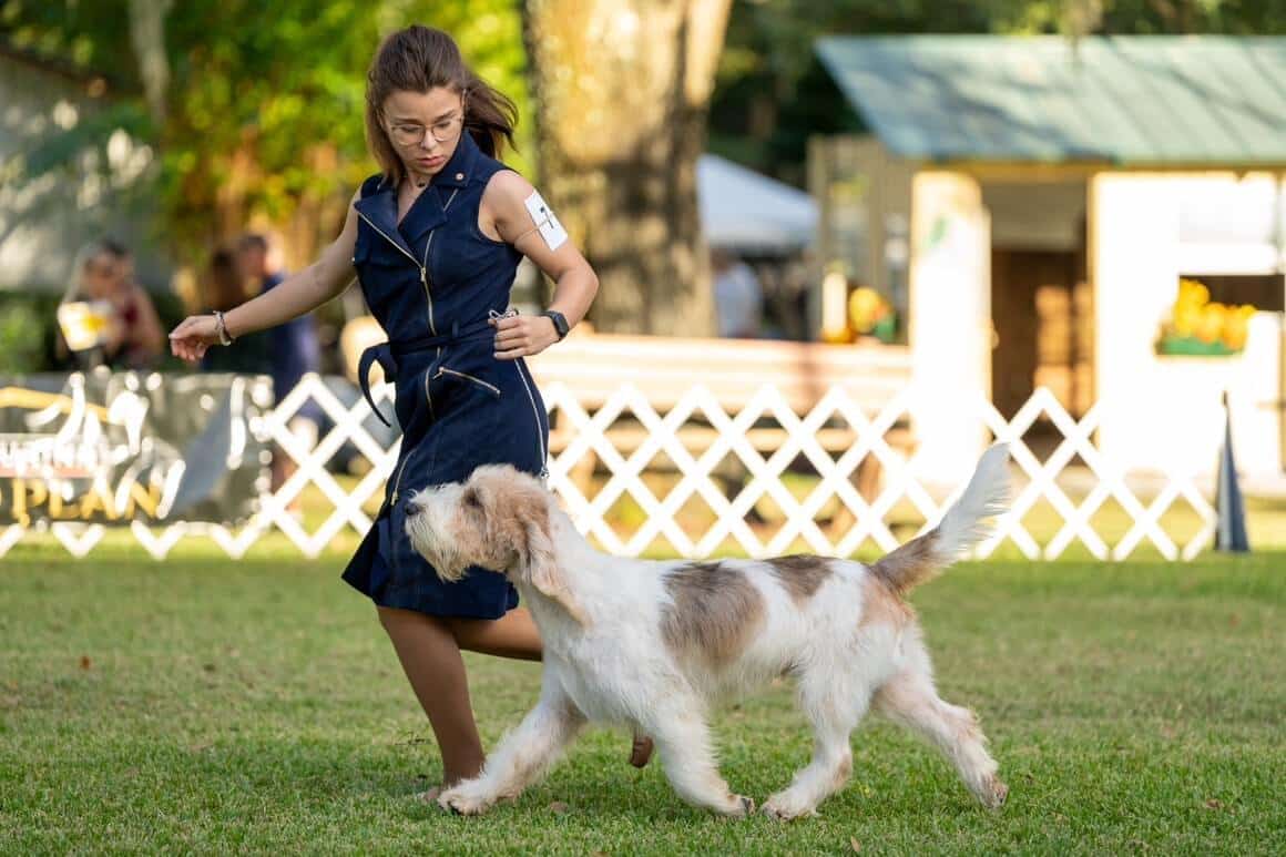 Addison Lancaster with a Grand Basset Griffon Vendeen at a dog show