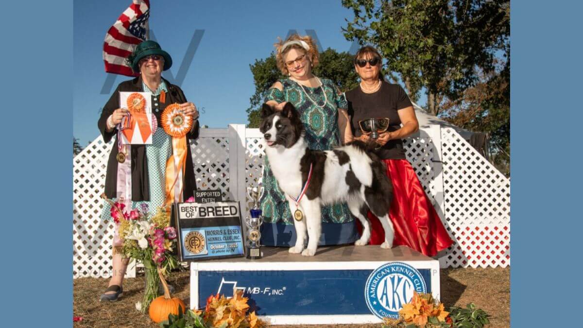 Alyssa Storm-Gould, Breeder of Wedgewood Primitives Samoyeds & Yakutian Laikas