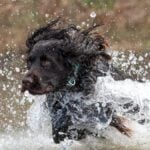 Boykin Spaniel