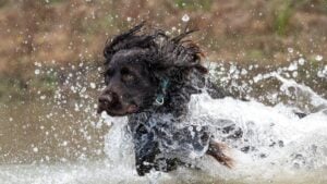 Boykin Spaniel