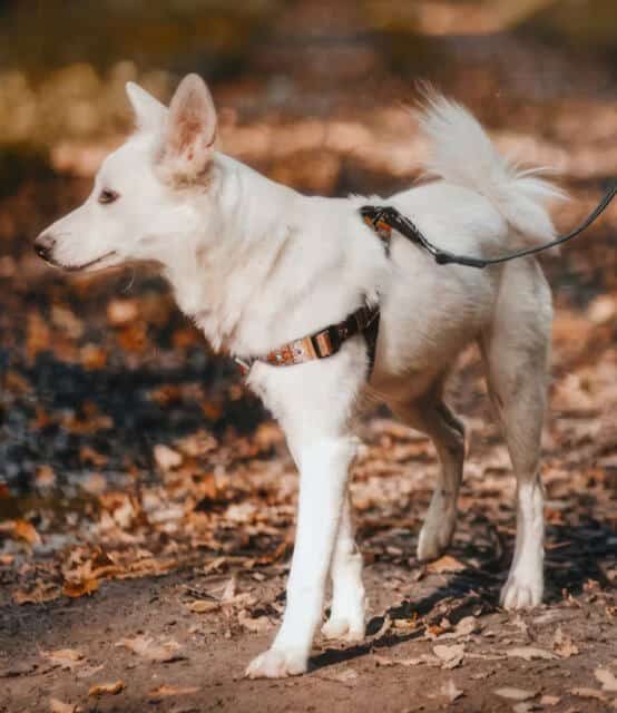 Dog with a harness