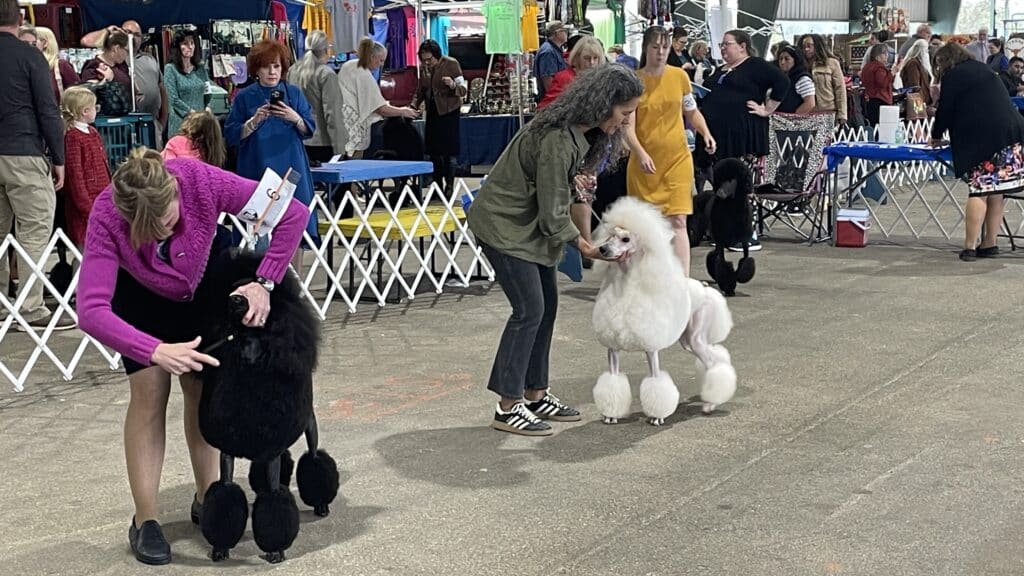 Conroe Kennel Club 2025 Dog Show