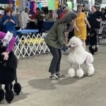Conroe Kennel Club 2025 Dog Show
