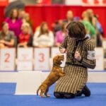 Junior Handler Kyleigh Mingee at a dog show
