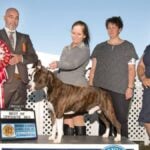 Olaf Verhorevoort – 2025 Morris & Essex Kennel Club Breed Judge