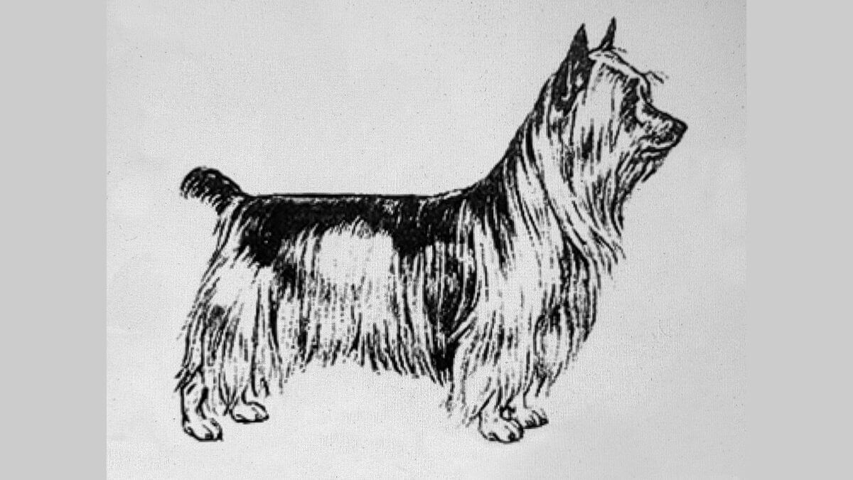 This sketch is from the Illustrated Standard of the RASKC, Sydney, Australia.