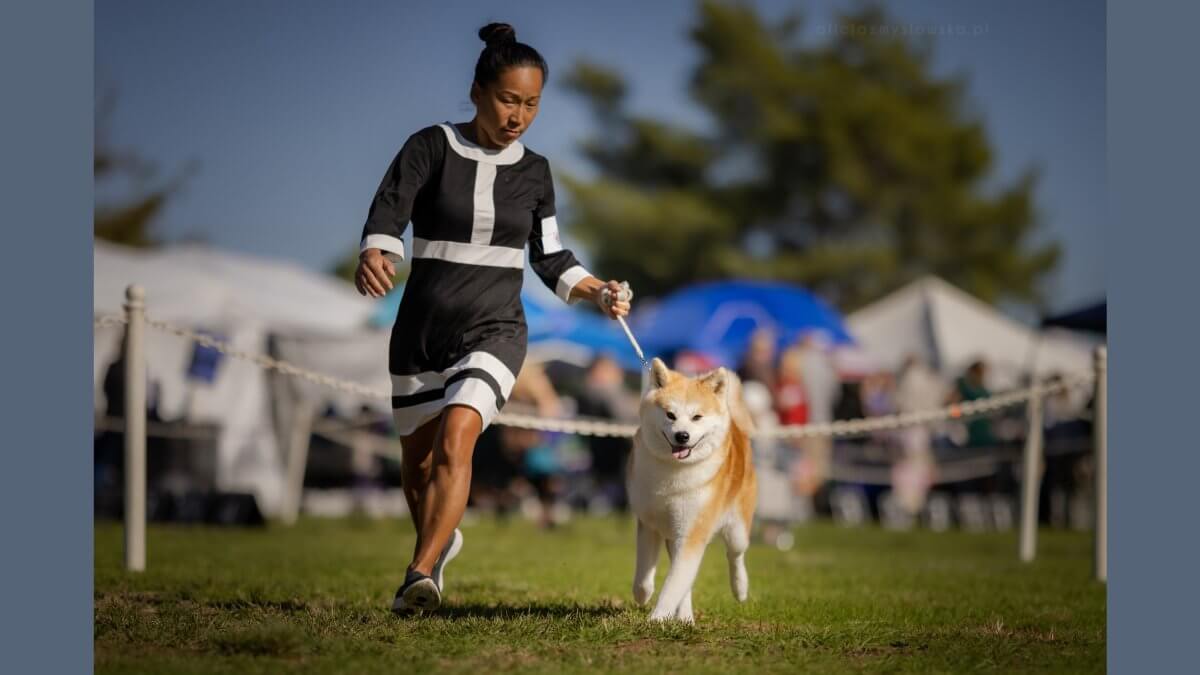 Judy Takamatsu, Breeder of Junketsu Japanese Akitainu Kennel
