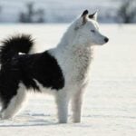 Yakutian Laika on a snowy field