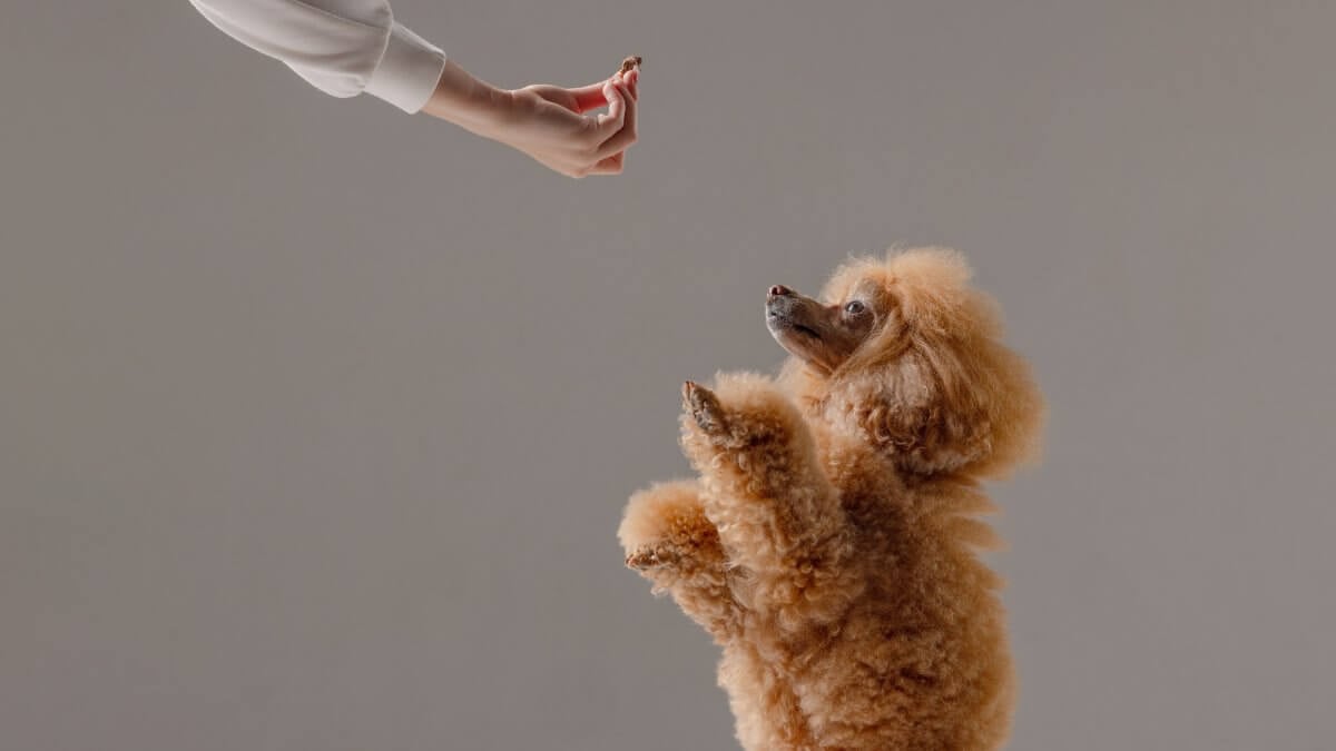 Apricot poodle performing trick for treat in training session, on studio background. Cute apricot poodle sitting up on hind legs during training, focused on owner holding treat in minimal studio.