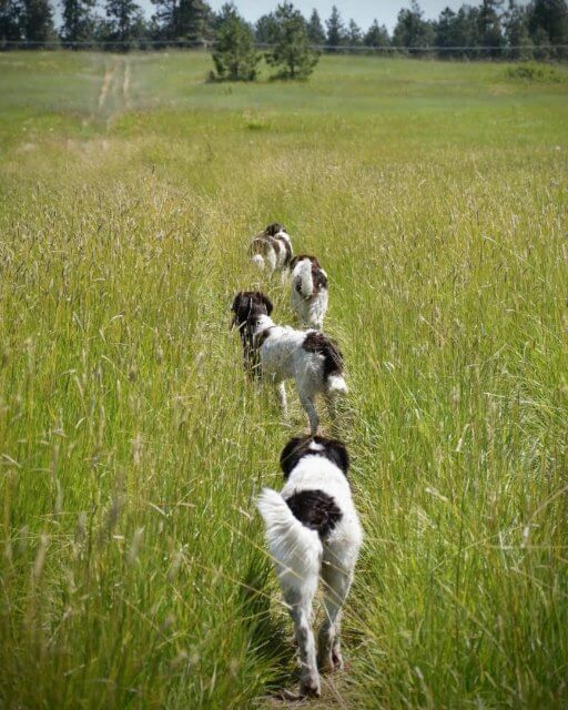 Drentsche Patrijshonden in the field