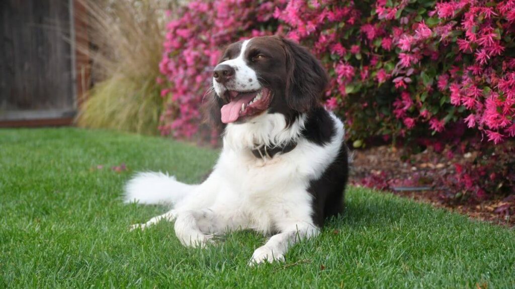 Drentsche Patrijshond lying on the ground with flowers in the background