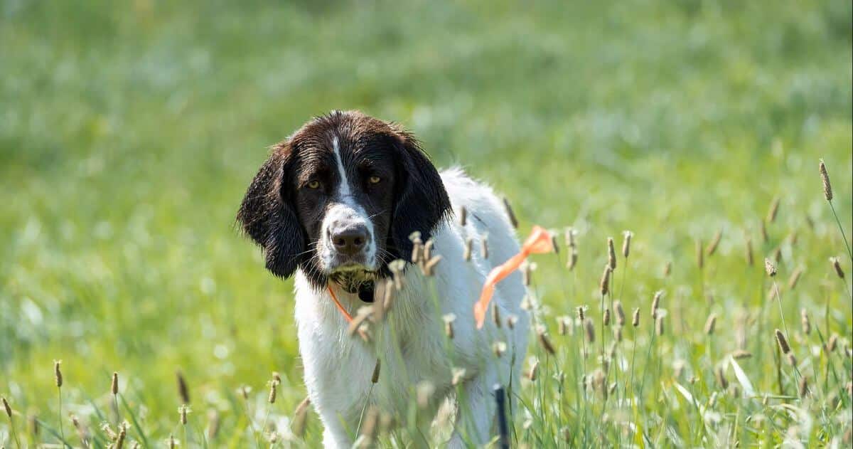 Drentsche Patrijshond in the field