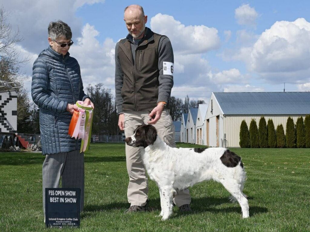 Drentsche Patrijshond at a dog show