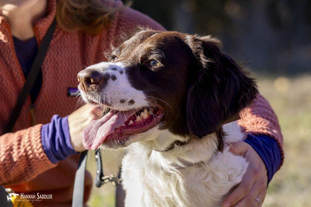 Drentsche Patrijshond close up photo