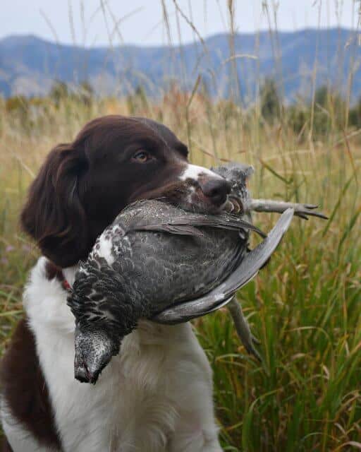 Drentsche Patrijshond carrying game