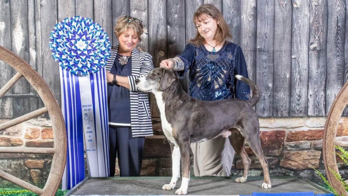 Mandy Middleton, Breeder of Walnut Ridge Mountain Curs