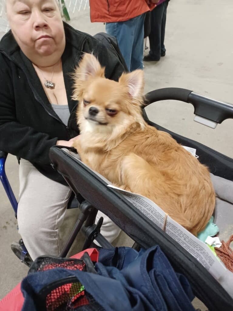 Merrimack Valley Kennel Club 2026 Show (1)