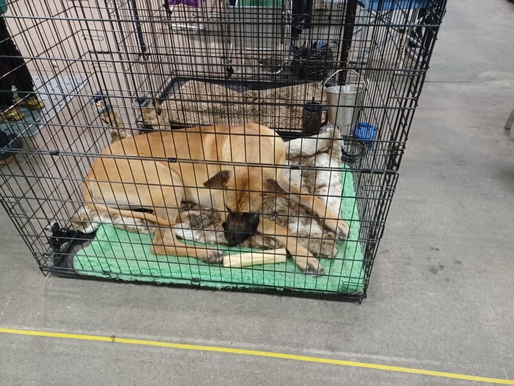 Merrimack Valley Kennel Club 2026 Show (2)