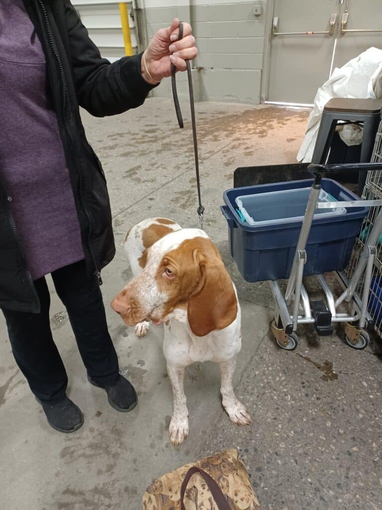 Merrimack Valley Kennel Club 2026 Show (3)