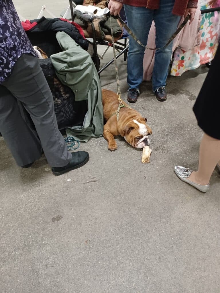 Merrimack Valley Kennel Club 2026 Show (4)