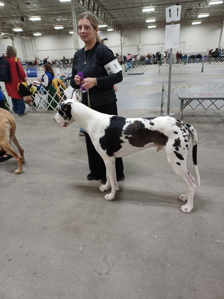 Merrimack Valley Kennel Club 2026 Show (6)