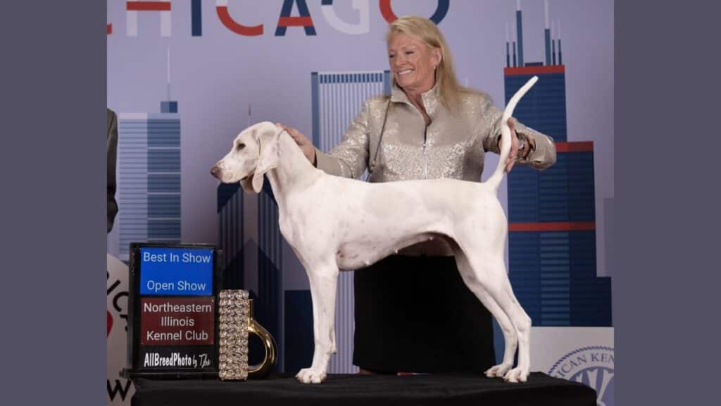 Sandra Hoesel, Breeder of Aria Porcelaines