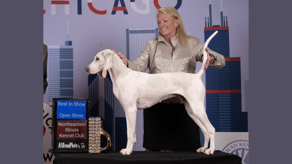 Sandra Hoesel, Breeder of Aria Porcelaines