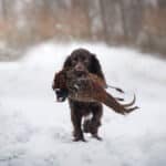 Polish Hunting Spaniel carrying game outside in the snow