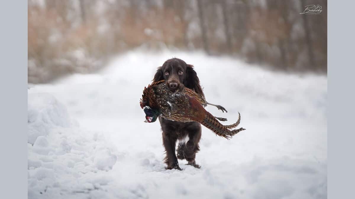 Polish Hunting Spaniel carrying game outside in the snow