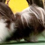 Havanese side gait