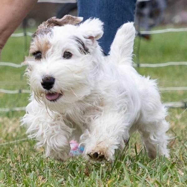 The Lucas Terrier, which first appeared in the US in the early 1900s, was a favorite of organized foxhunting. Thanks to the stewardship of a dedicated group of breeders, the Lucas is once again making its presence felt in North America (Dean Lake photo)