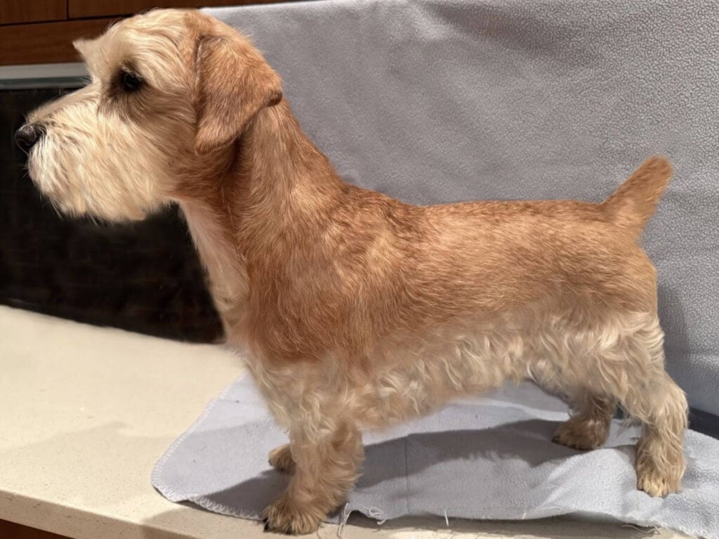 Hall’s Cooper Kodie, age 20 months, traces her lines back to the original Ilmer Sealyham Terriers. (photo by Susan Elwart Hall)