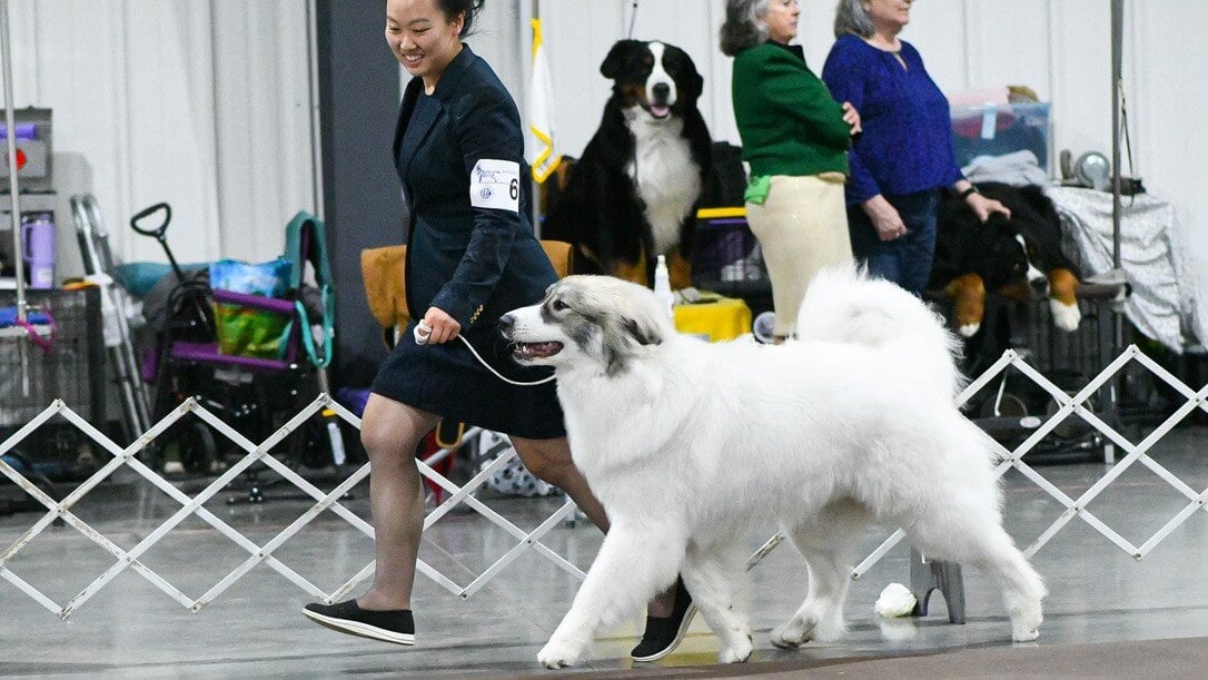 Karen Park in a black suit is walking a large white dog on a leash.