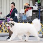 Karen Park in a black suit is walking a large white dog on a leash.
