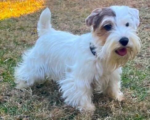 Willow Isle Kind Of Blue RATCH, CZ8G, CG, DCAT, CGC, TKN, RATI, “Miles,” age 4, owned by Lisa Miller. (Photo Lisa R. Miller)