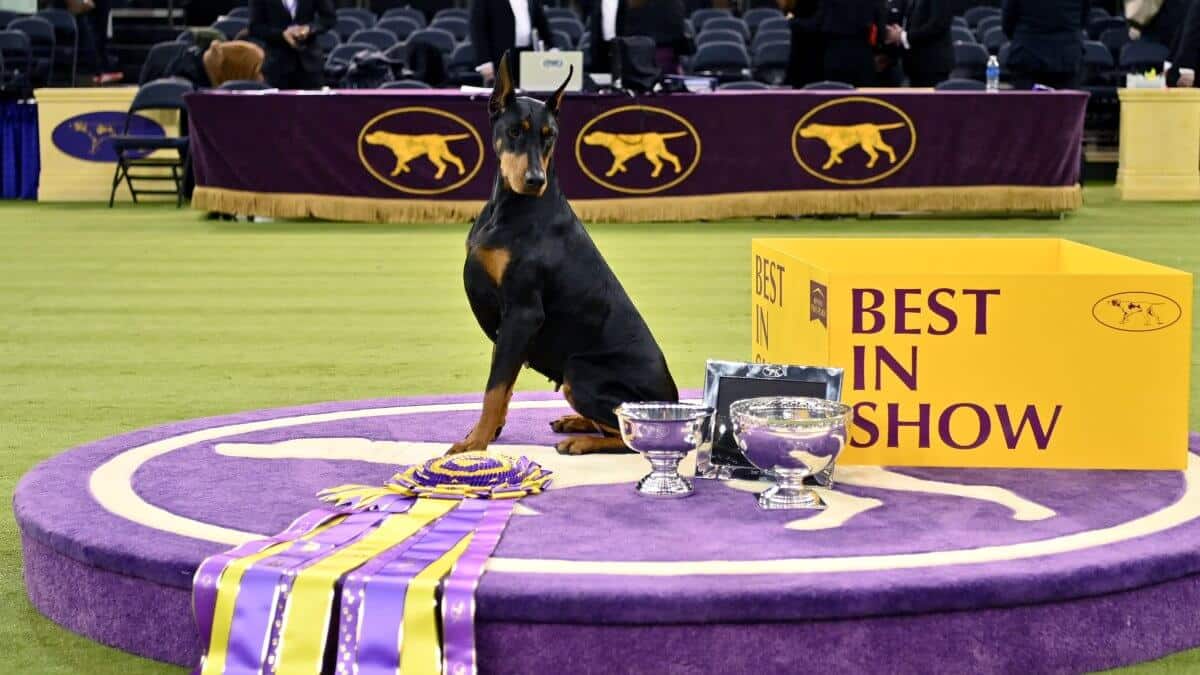 NEW YORK - FEBRUARY 03: Penny, the Doberman Pinscher, winner of Best in Show, during the 150th Westminster Kennel Club Dog Show – Junior Showmanship, Group Judging (Sporting, Working, Terrier) + Best In Show at Madison Square Garden on February 03, 2026 in New York City. (Photo by Roy Rochlin/Getty Images for Westminster Kennel Club)