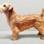 Willow Isle C’est La Vie, age 5 (photo by Susan Elwart Hall)