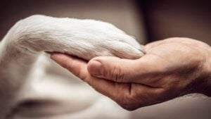 Human hand and dog paw, togetherness and friendship, animal love, closeup body part, banne