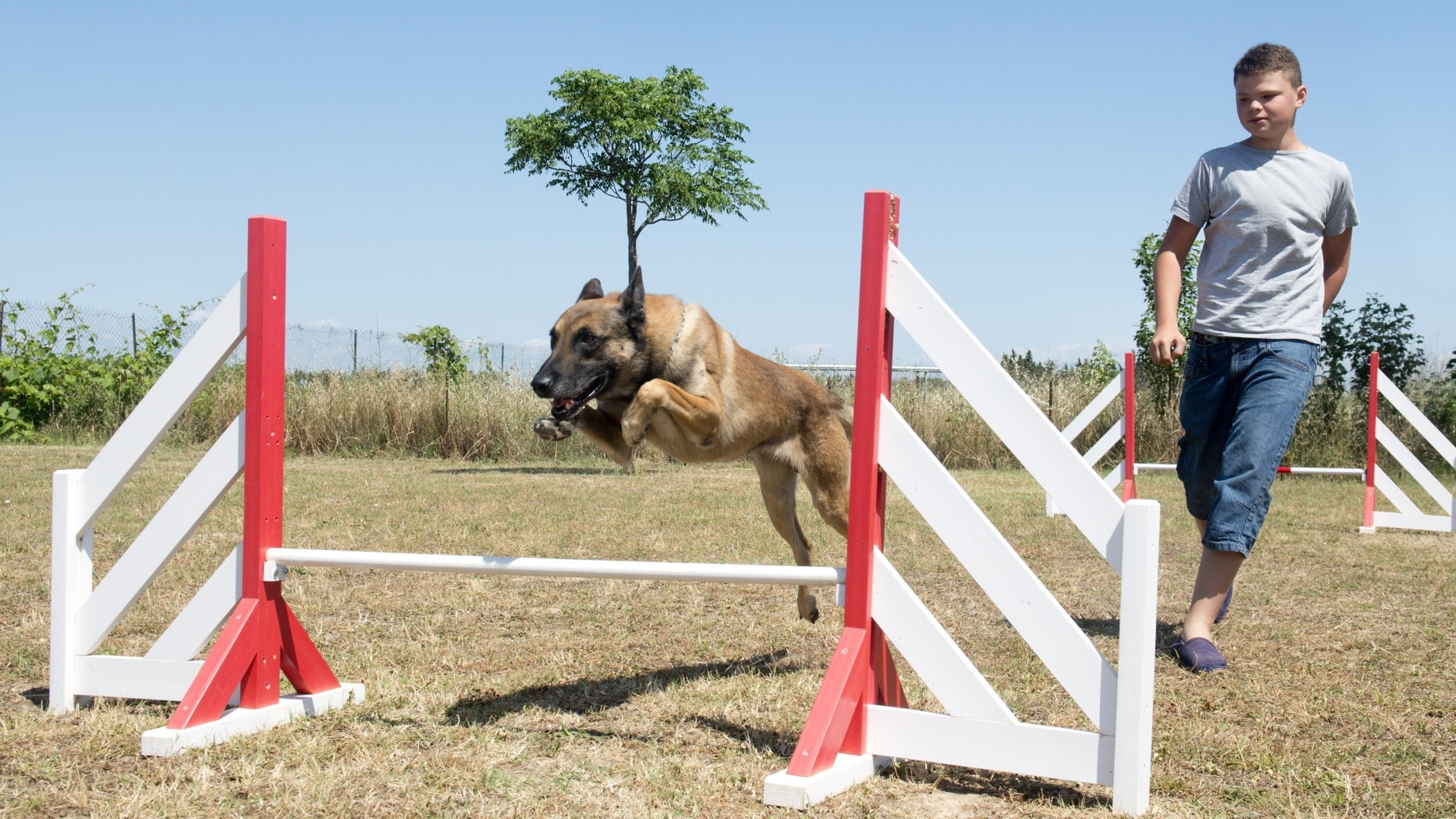 Teenager and dog in agility. Teenager training his Belgian Shepherd in agility