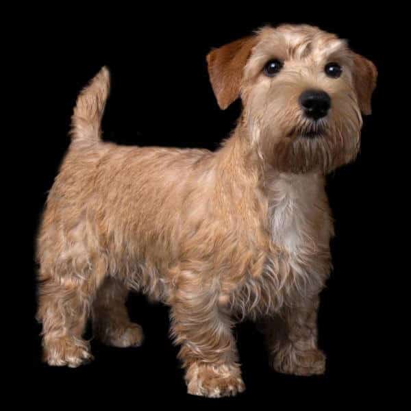The Lucas Terrier was created in the early 1900s by crossing (Drop-Eared) Norwich Terriers with a small number of selected Ilmer Sealyham Terriers. Virtually all living Lucas Terriers today can trace their heritage to the original Ilmer lines. (Steven Moore photo)
