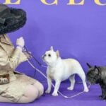 Bronwyn Bresnahan at the 2026 Westminster Kennel Club dog show