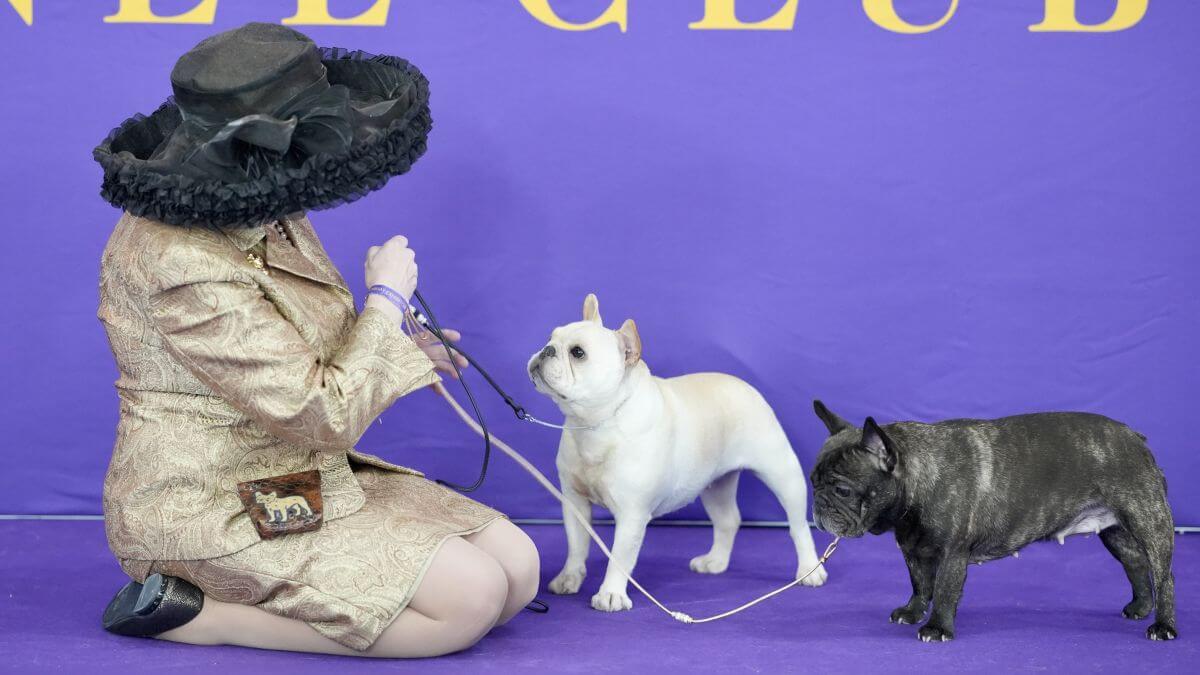 Bronwyn Bresnahan at the 2026 Westminster Kennel Club dog show