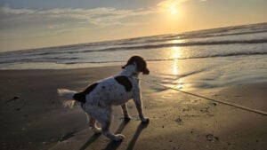 English Springer Spaniel "Maple" walking on the beach, looking at the sunset.